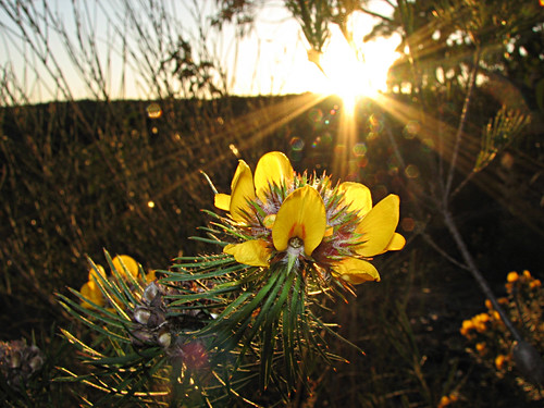 A flower at sunset by LSydney, Returning from my walk
Finding a wildfllower
To share the sunset
Haiku 13/52
As submitted to the gr