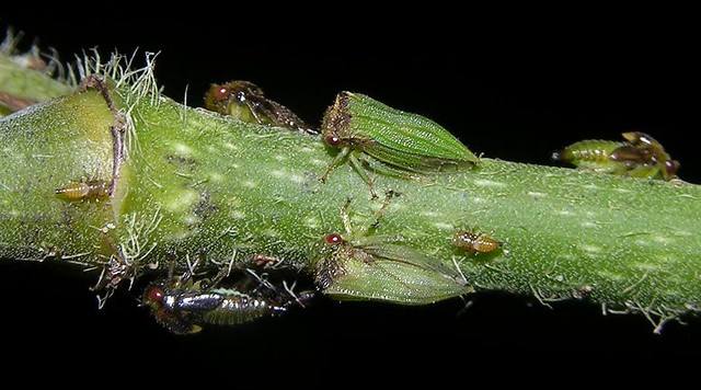 Treehopper colony (Metheisa sp, Membracidae), lowland rainforest, Panama