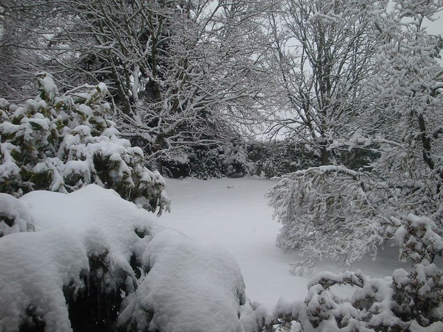 Backyard Snow
