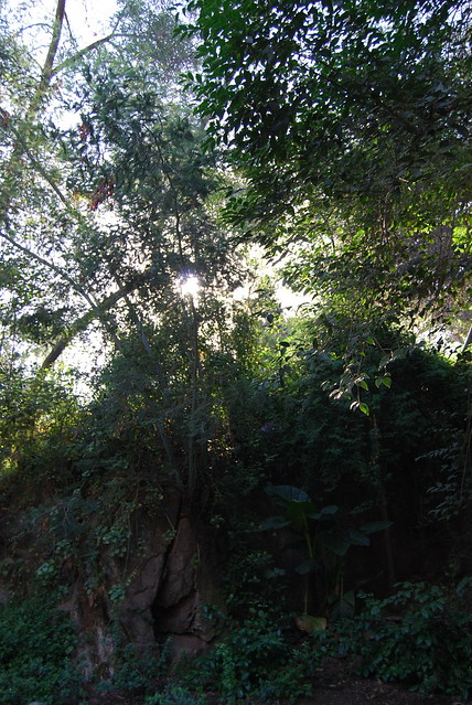Light Forest 1