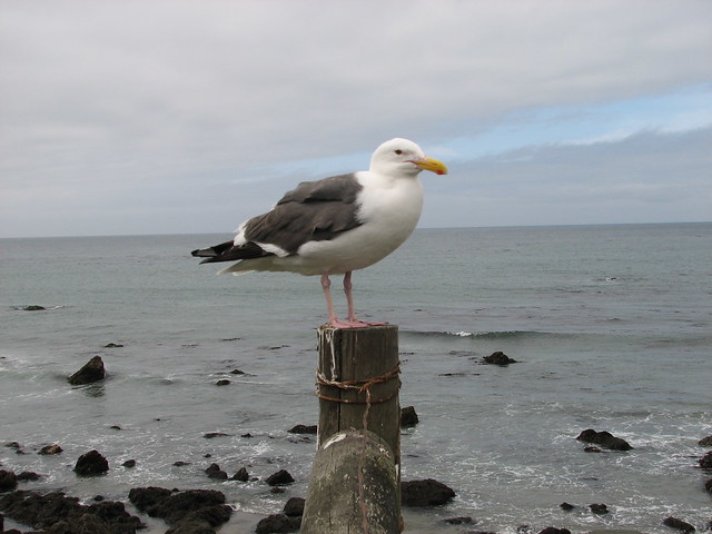 A Gull