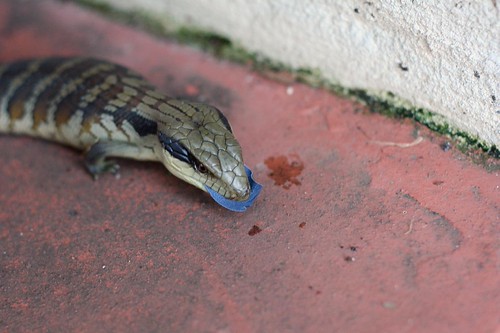 Blue tongue lizard | by crafty1tutu (Ann)