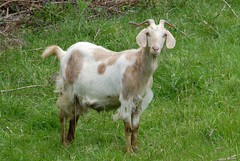 Domestic Goat (Capra aegagrus hircus) DDZ_0005