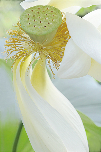 Lotus Flower - IMGP1352 by Bahman Farzad