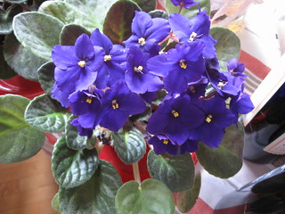 African Violets IV (May 2008)