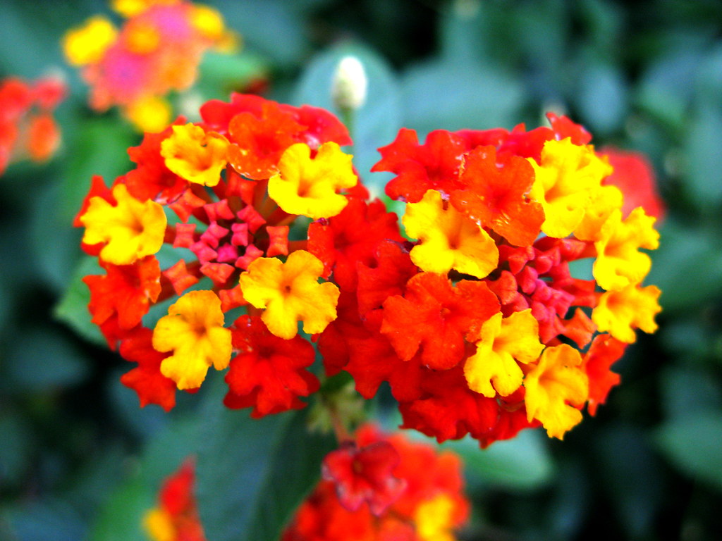 flor española * Lantana camara | Su floración es muy abundan… | Flickr