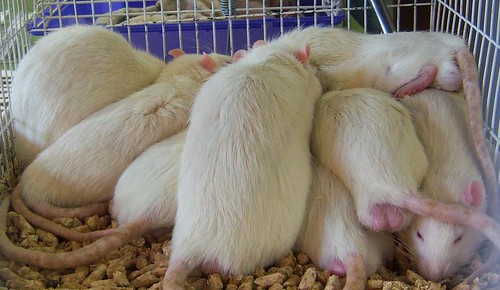 WSU retired lab rats