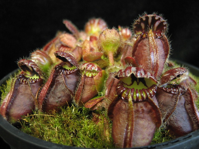 Cephalotus follicularis - plant