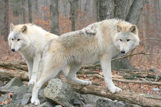 IMG#5472 ARCTIC WOLVES