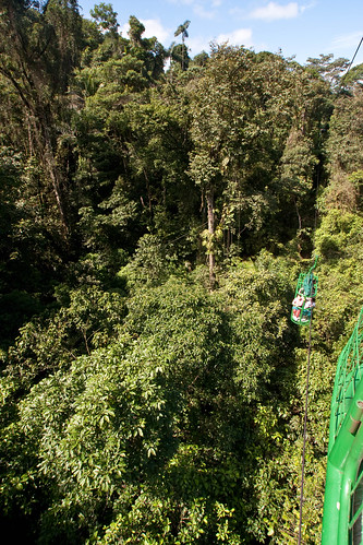 geotagged flora rainforest costarica canopy aerialtram nearbrauliocarillonationalpark