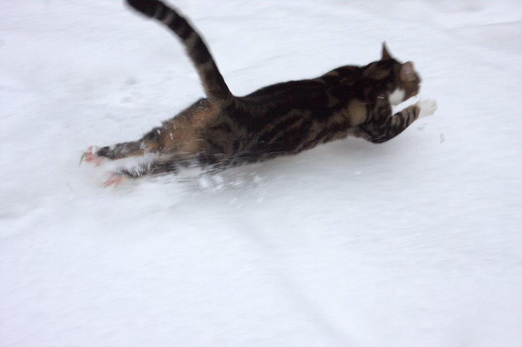 Flying Cat low level pass! Aaaagh, cold feet, cold feet, … Flickr
