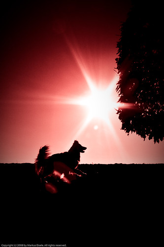 red dog sun tree geotagged star geo:lat=48182434 geo:lon=11864719