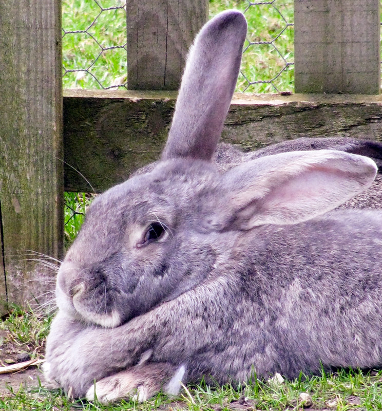 British Giant Rabbits