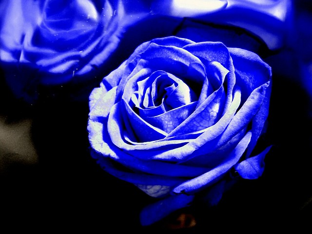 a blue rose for daddy