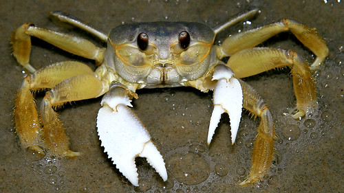 Ghost Crab Ready to Fight by Steve Maciejewski, This ghost crab was chasing me around the beach... He was ready to fight!!!
Ghost crabs, also calle