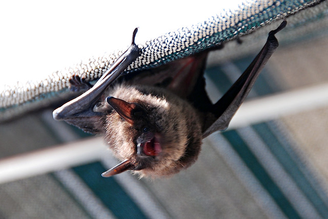 Annoyed bat