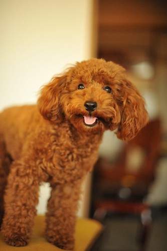Toy Poodle Chocolate | by Yasuhiko Ito