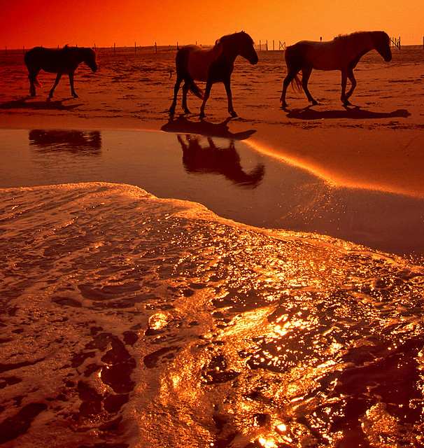 Assateague Horses@sunset