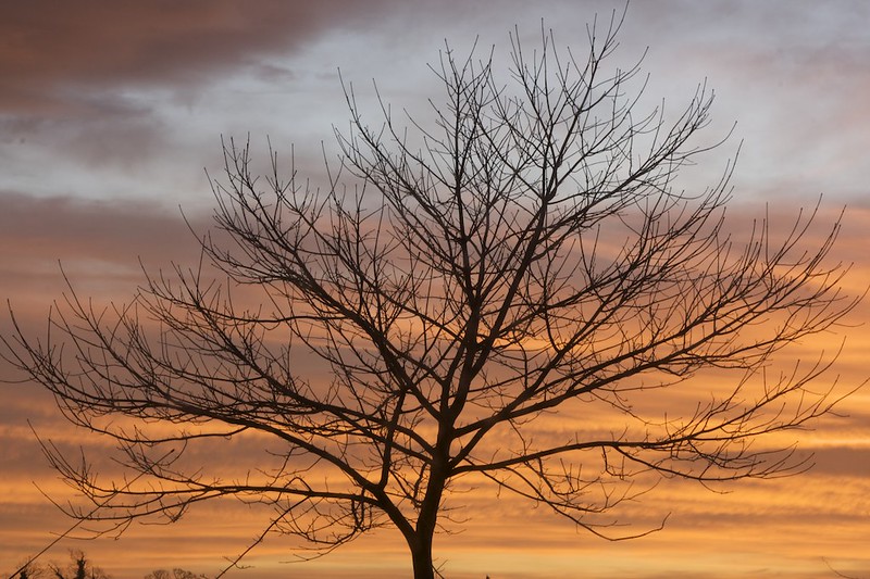Musselburgh Sunrise with Tree
