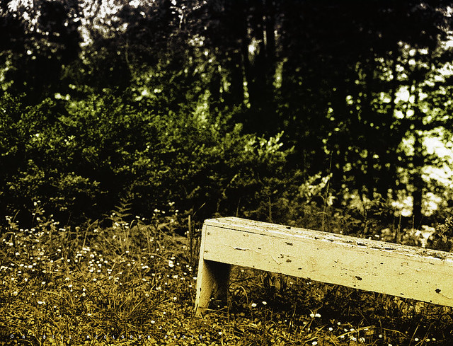 Bench in the Redwoods