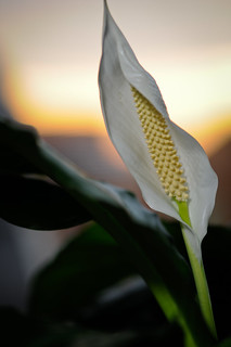Peace Lily for Melanie [2]