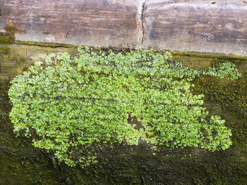 Liverwort on a canal lock wall