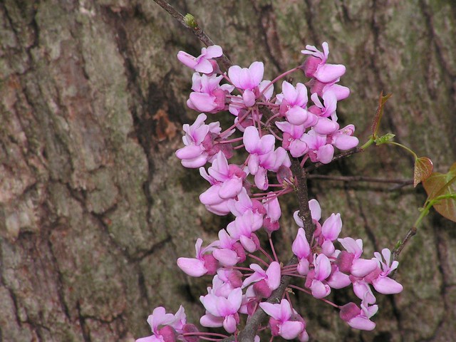 red bud 2