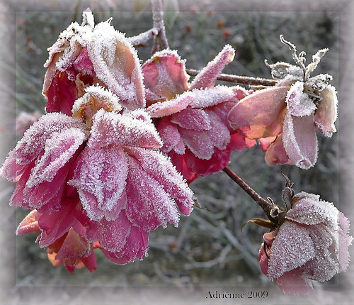 winters in pink! by ♥Adriënne - slowly back -