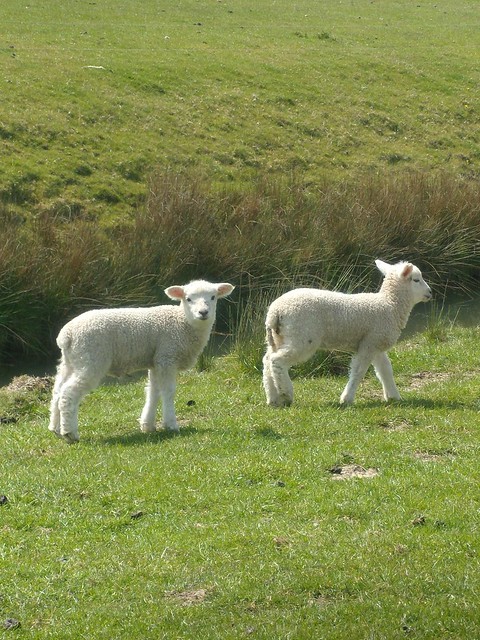 Lambs Rye to Hastings