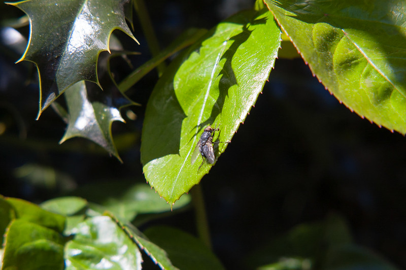 Fly