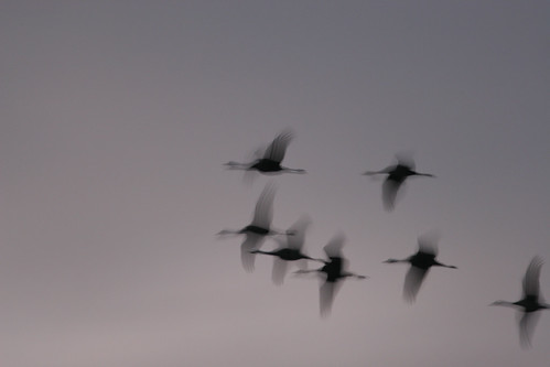 cranes sunrise, Arasaki, Japan, 2008_12_14_001.jpg by maholyoak, birds japan cranes