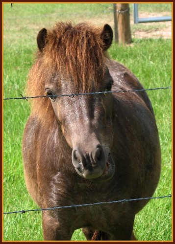 Miniature Horse #3 | by M.P.N.texan