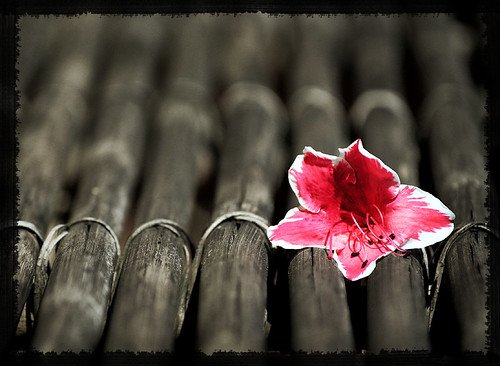 Thinking Red on a Zen Bench by Firenzesca