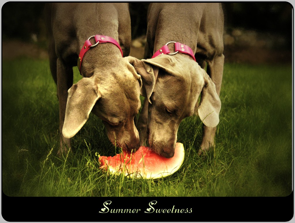 ~ Summer Sweetness ~ by kia's r kid