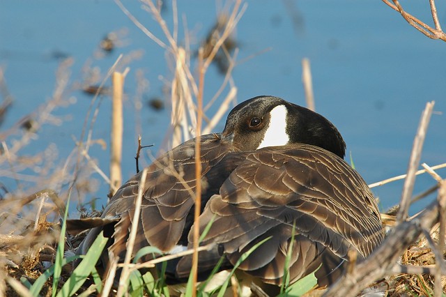 Canadian Goose on Nest