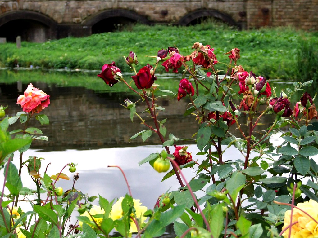 Where The Wild Roses
