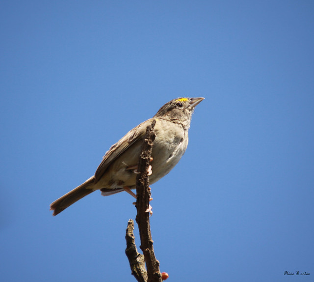 Tico-tico-do-campo (Ammodramus humeralis) - Grassland Sparrow - 31-01-2009 - IMG_1474