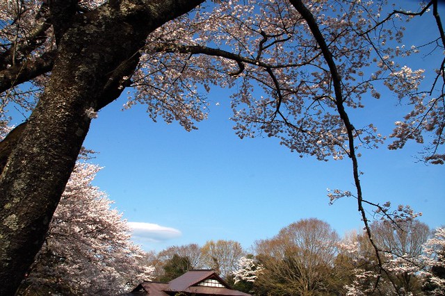 桜のある風景　・　sakura tree and blue sky