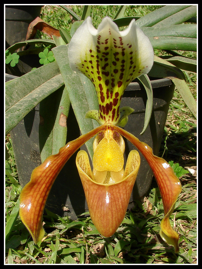 Orquídea Sapatinho de Anjo | Orquídea Phaphiopedilum - Meu a… | Flickr