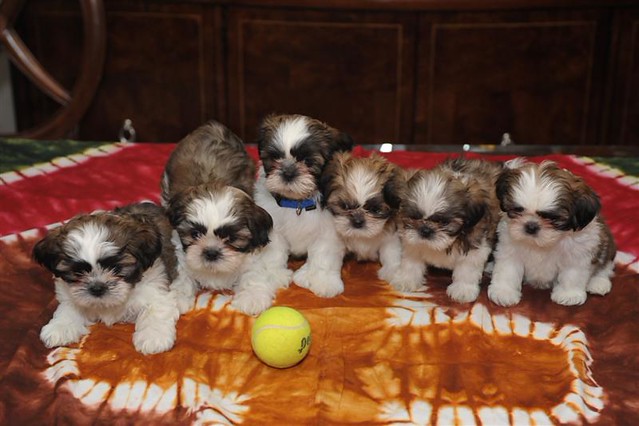 DSC_2270 (Medium) | These are Shih tzu puppies 7 weeks old. … | Flickr