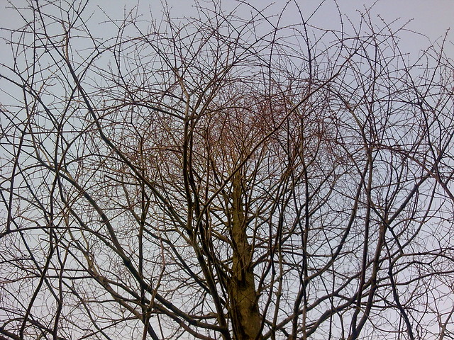Winter tree 3