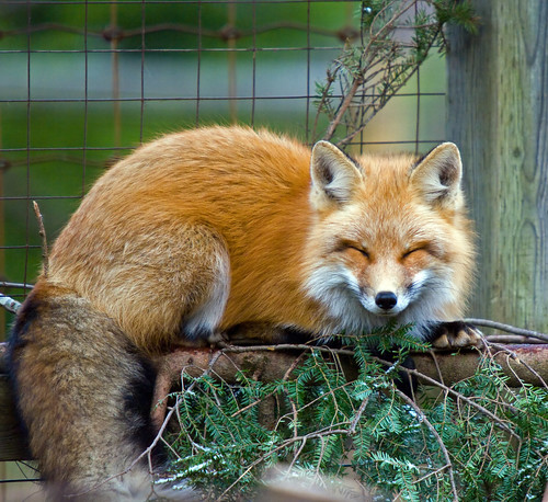 The Lazy Red Fox