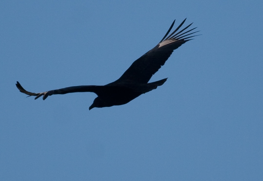 Black Vulture