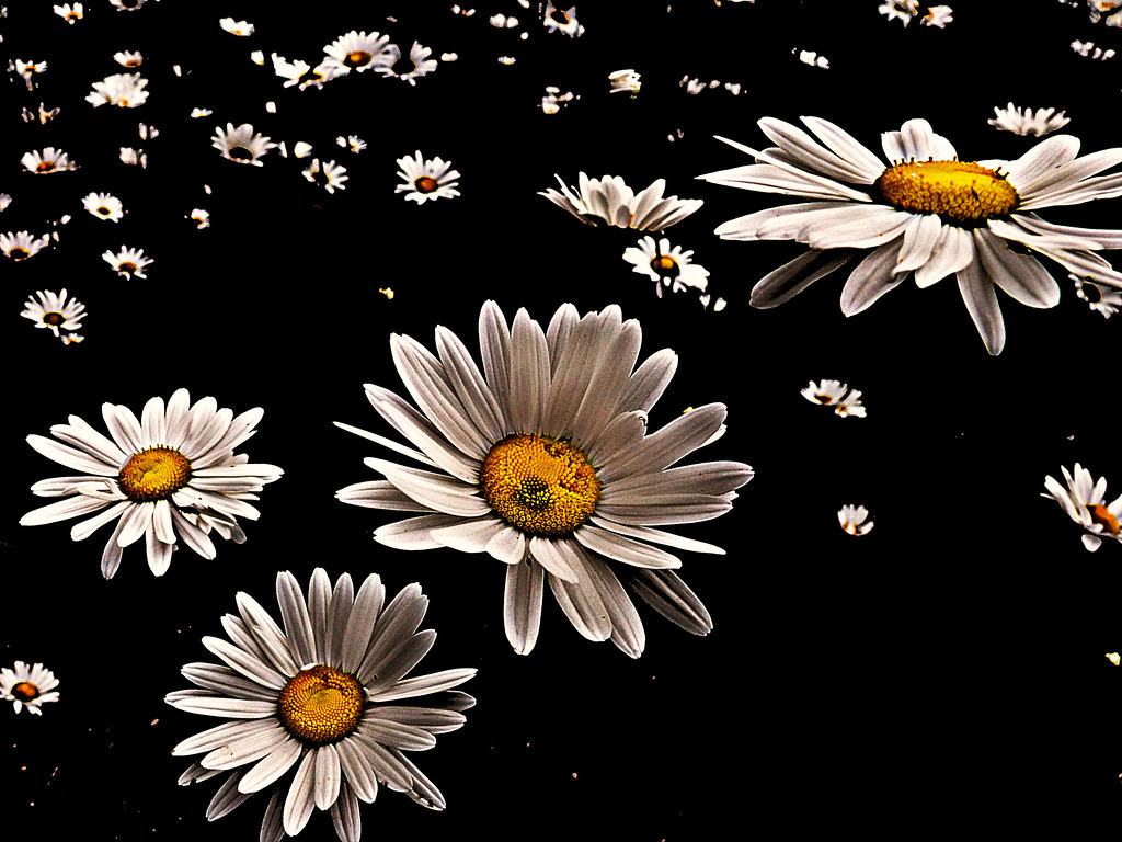442 Flower on Black 4 | ART D PL TSA PH FO MV | Flickr