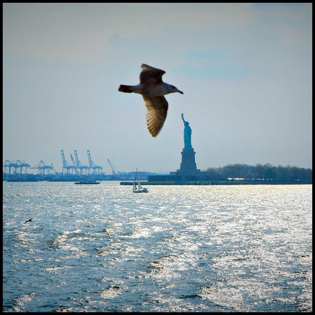Seagull of Liberty