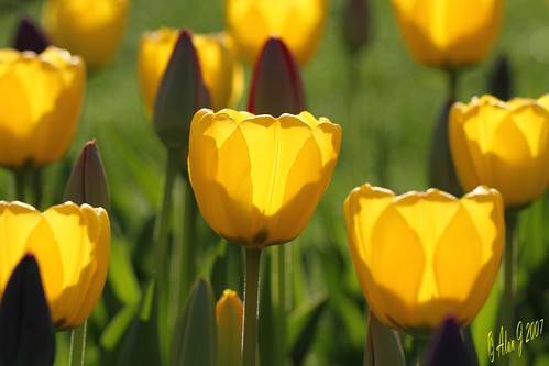 ny newyork canon tulip 7d albany upstatenewyork washingtonpark capitaldistrict 100mmmacrof28lisusm