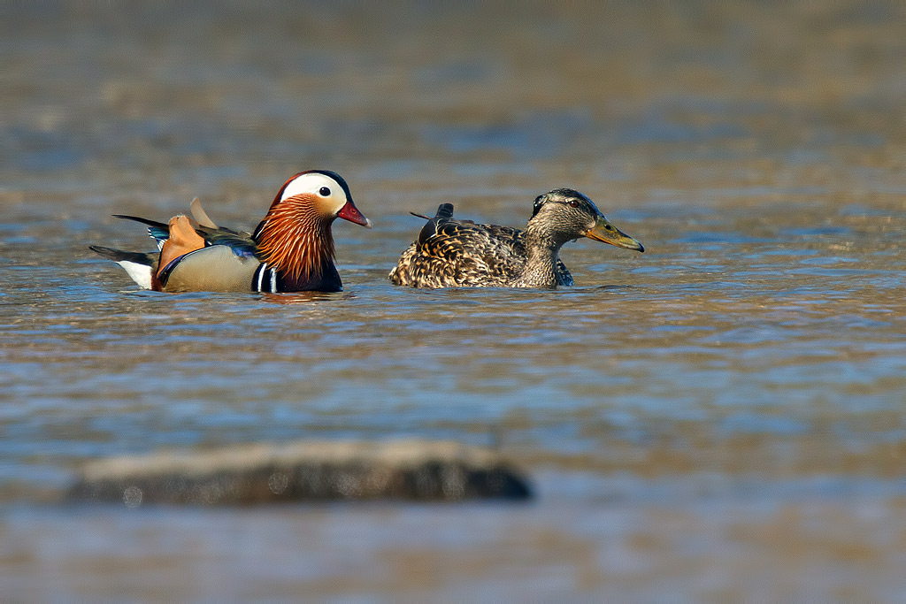 Mandarin Duck and Female Mallard - Birds in Arctic summer, Sweden