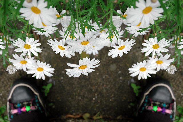 daisies and feet...