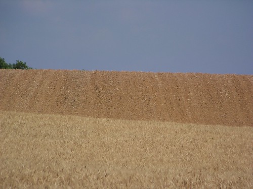 sky tree field illinois midwest farm wheat stlouis