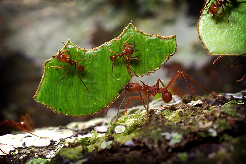 Leaf cut ant